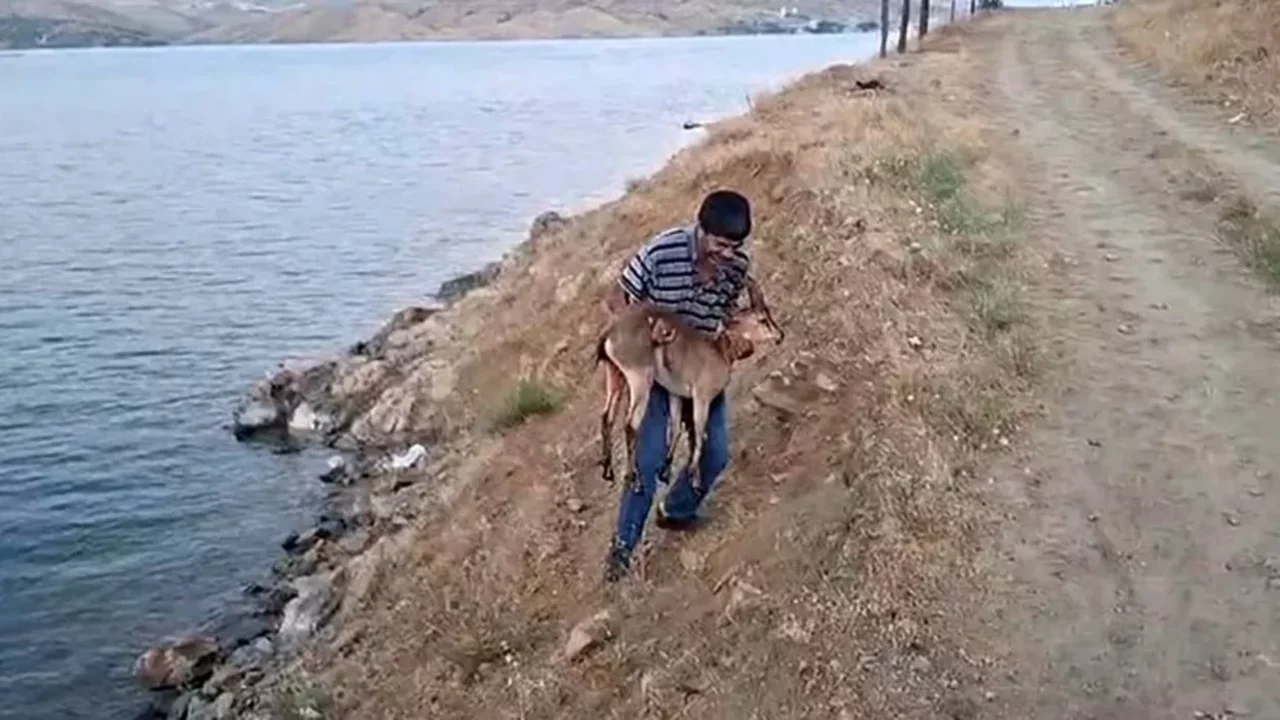 Elazığ'da bir şahıs, köpeklerin saldırdığı dağ keçisini kucağında taşıdı 