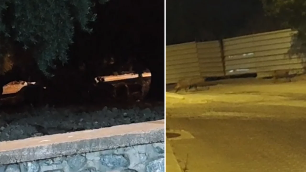 Bursa'da gecenin en &uuml;rk&uuml;t&uuml;c&uuml; g&ouml;r&uuml;nt&uuml;s&uuml;! Tam 26 tane birden g&ouml;r&uuml;ld&uuml;...