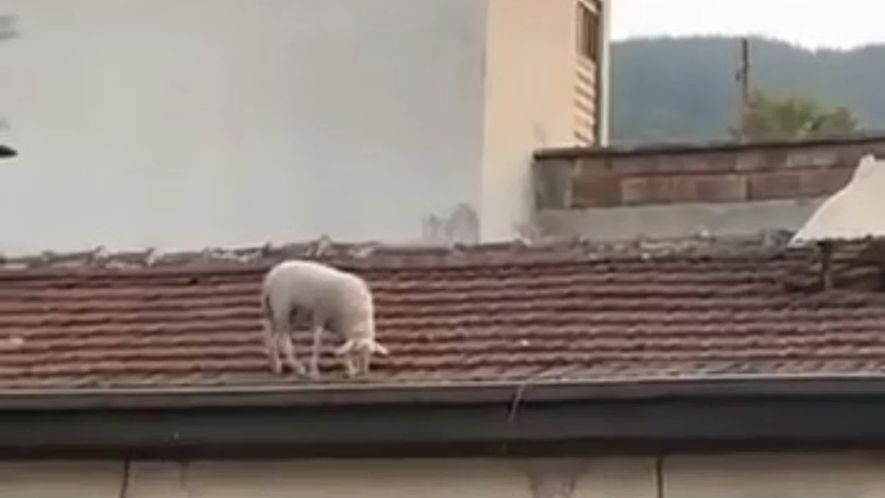 Kahvehanedekiler oyunu bıraktı! Bursa'da g&ouml;ren telefona sarıldı