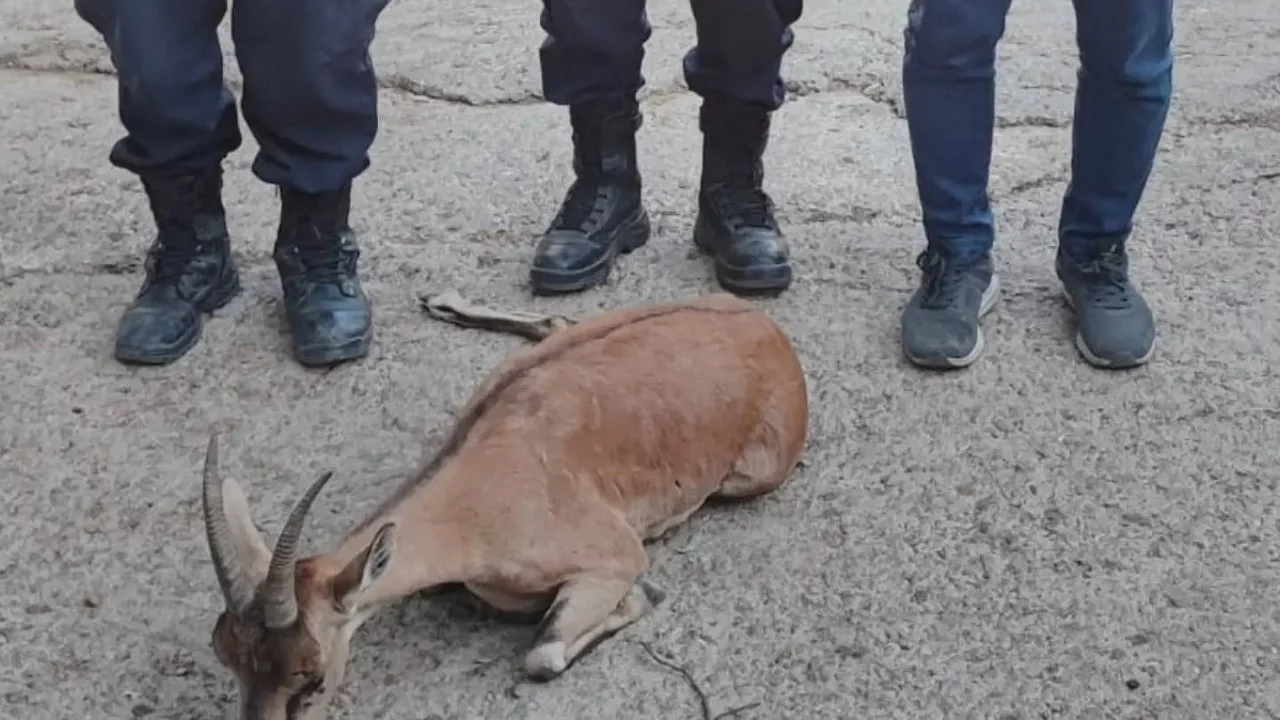 Yaralı dağ keçisi için seferberlik