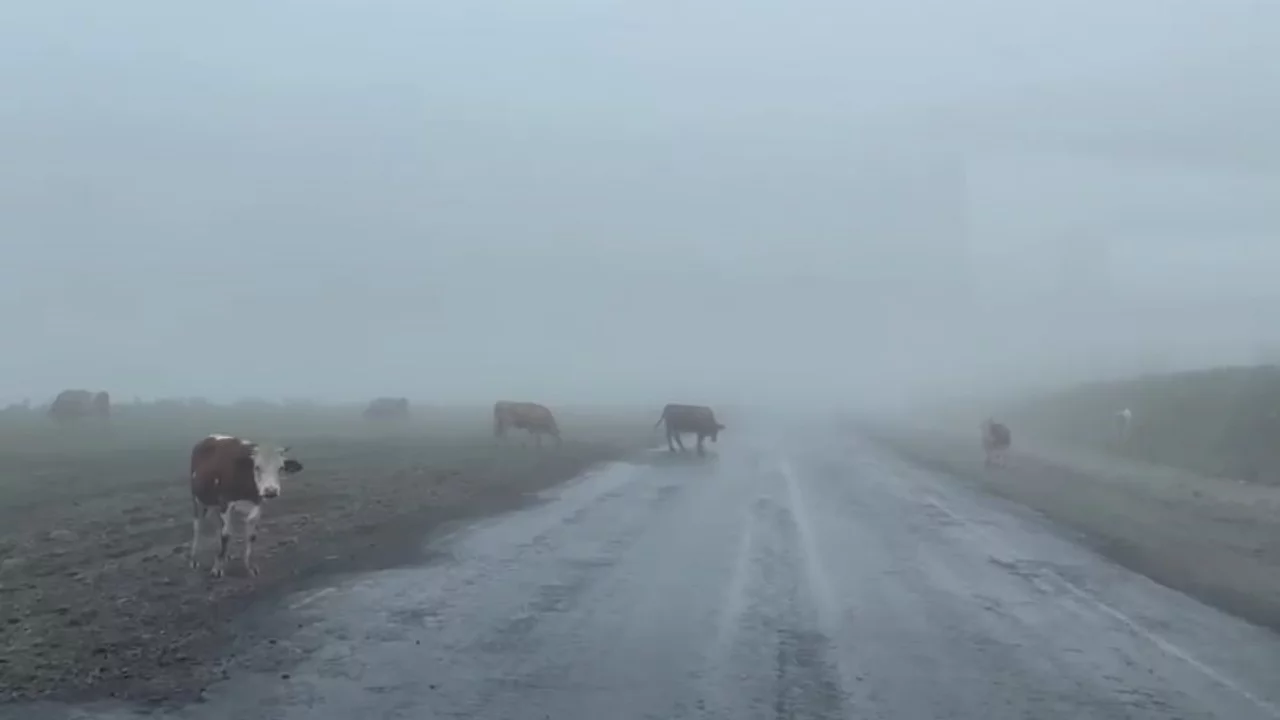 2 bin 550 rakımda şaşırtan görüntü!