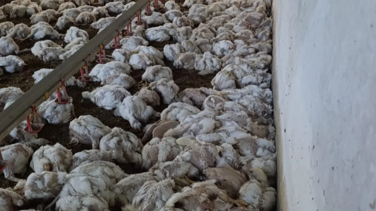Bolu'da kümesin havalandırması devre dışı kalınca 4 bin tavuk telef oldu