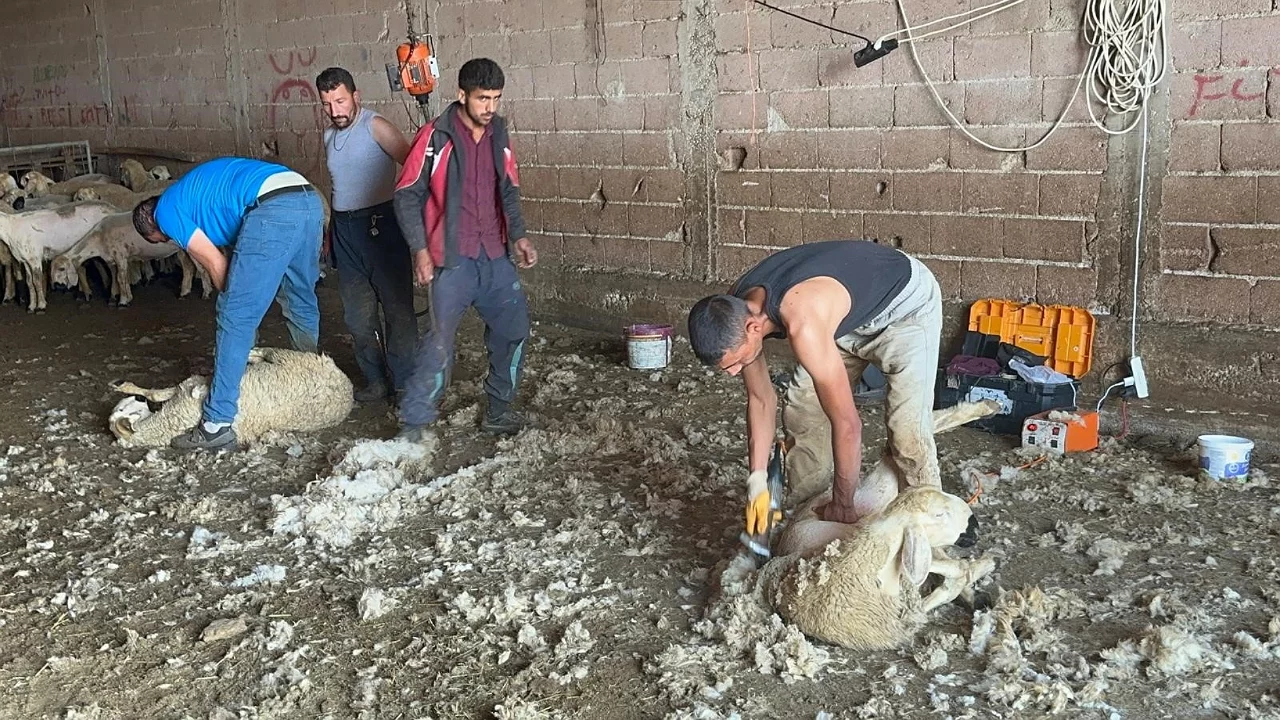 Yazın en &ccedil;ok kazandıran mesleklerden biri! 3 kişilik ekip ayda 750 bin lirayı aşıyor