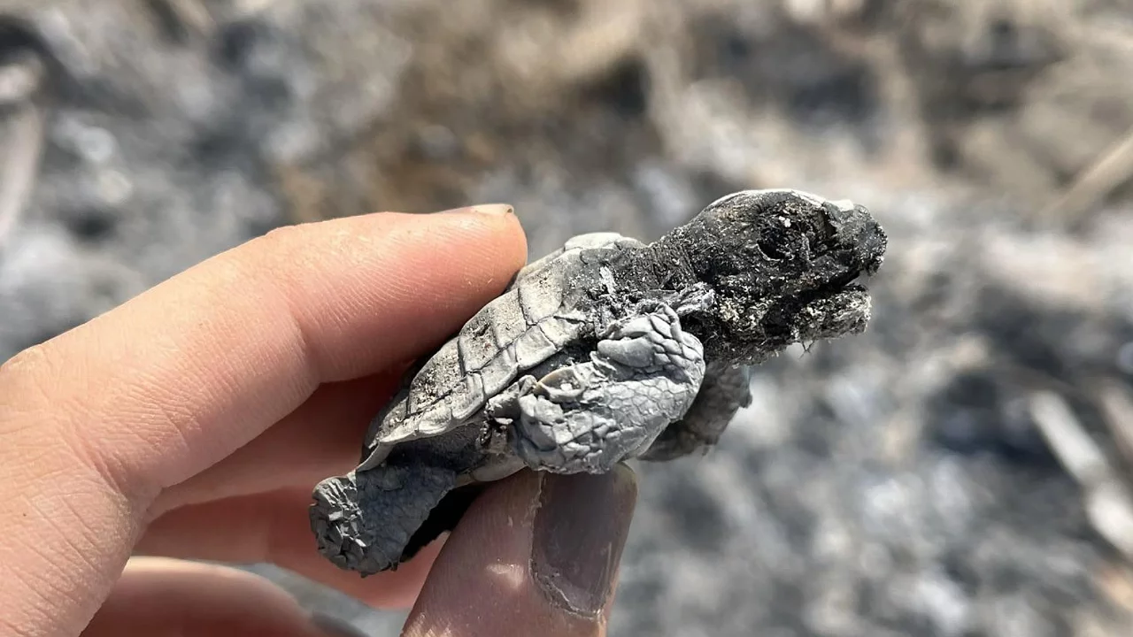 Denize ulaşmaya &ccedil;alışan caretta caretta ateşte can verdi