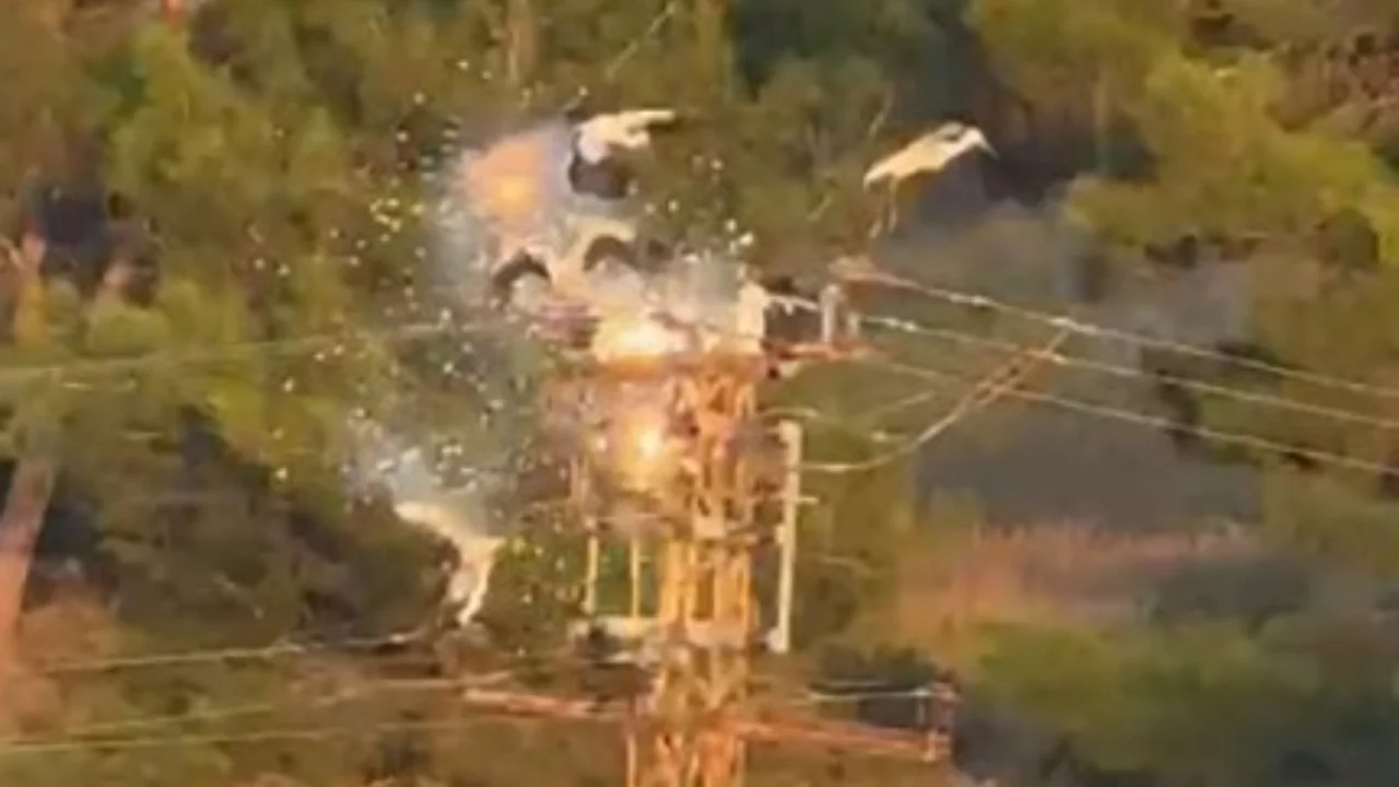 Direğe konan 5 leylekten 3'&uuml; elektrik akımına kapılarak telef oldu