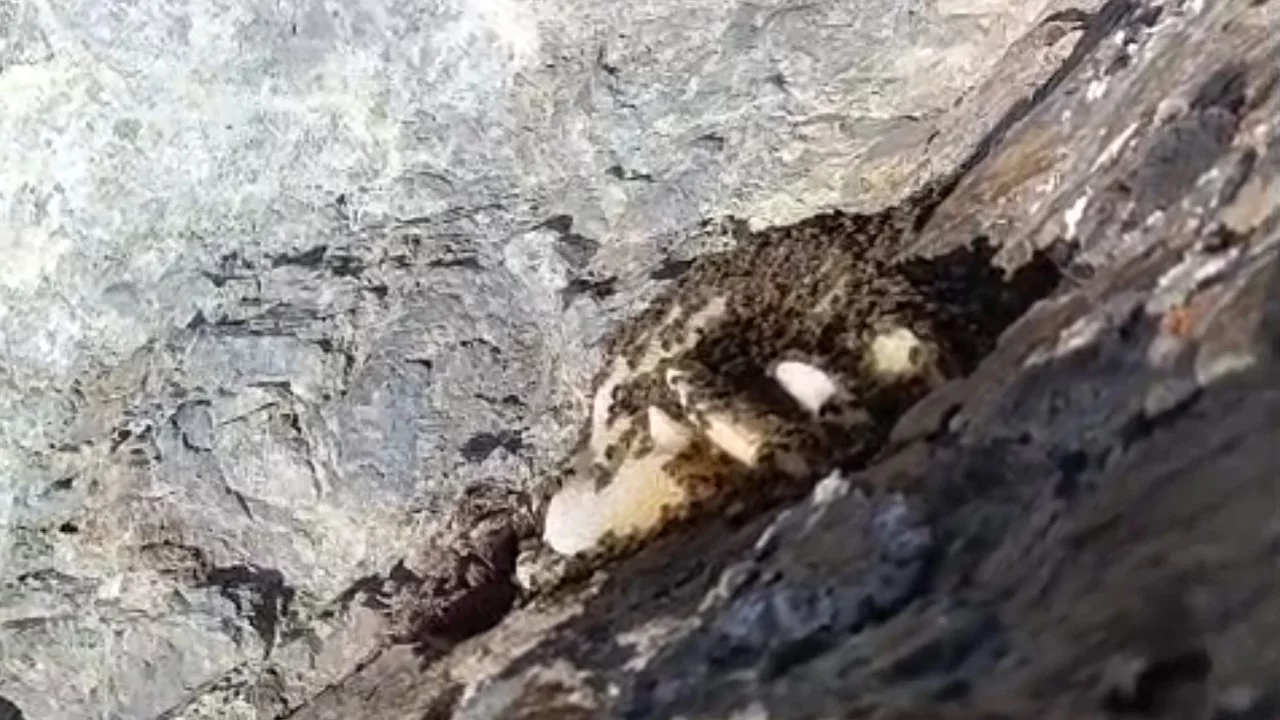Kayalık alanda şaşırtan g&ouml;r&uuml;nt&uuml;!