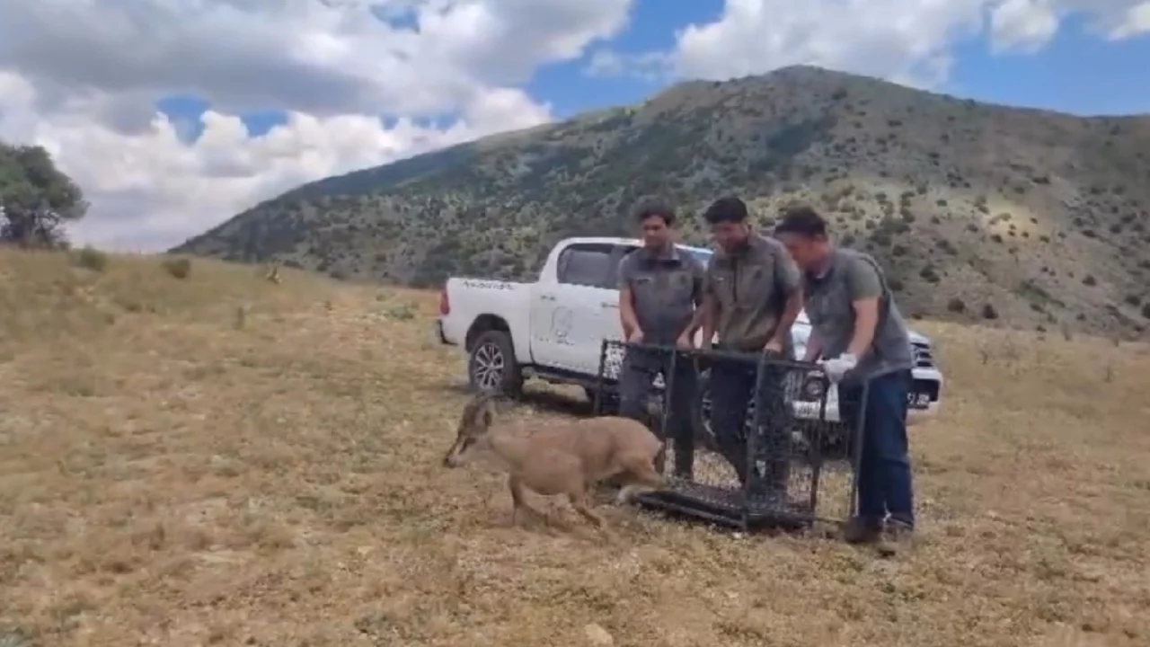 Bayburt'ta tedavisi tamamlanan yaban ke&ccedil;isi yeniden doğaya bırakıldı