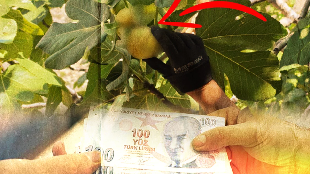 Dalında 150 lira, kurutulunca servet değerinde!