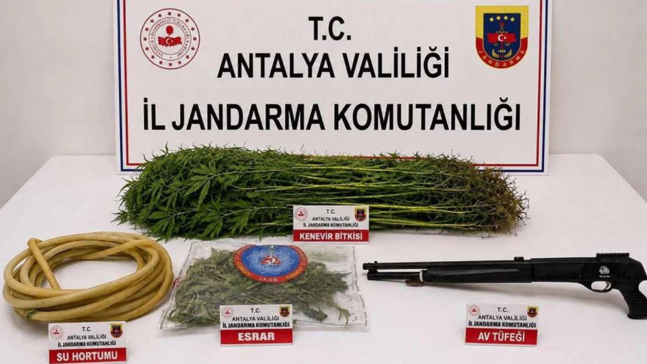 Alanya'da uyuşturucu operasyonu: 120 kök kenevir bulundu, şüpheli tutuklandı 