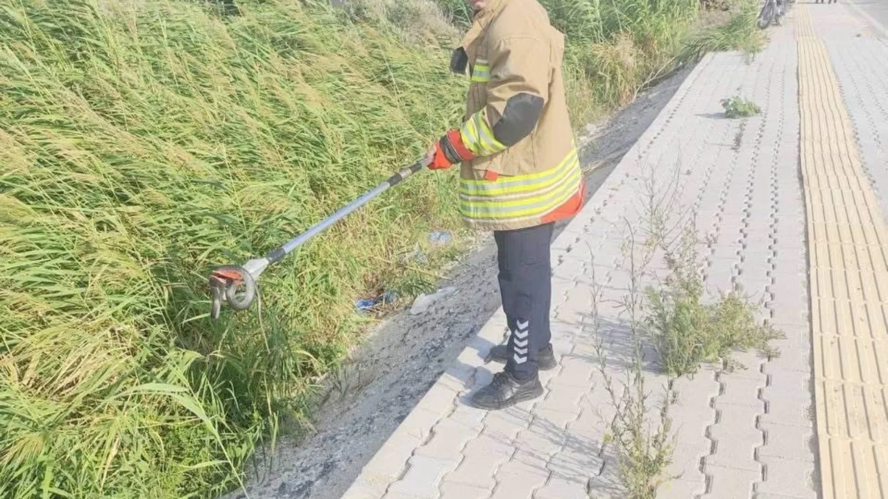 Havalar ısındı, yerleşim yerlerinde geziyorlar! Panik yarattı