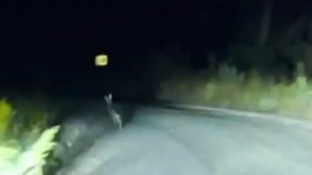 Far ışığını g&ouml;ren dev tavşan ka&ccedil;tı