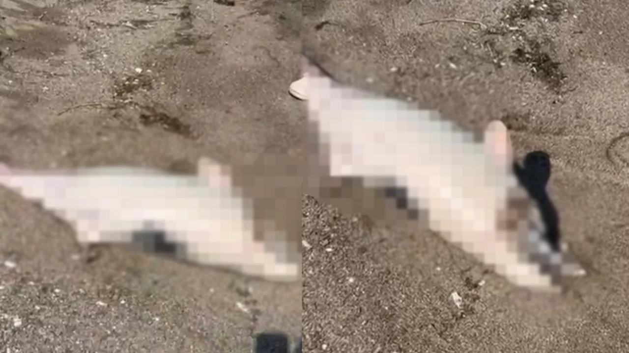 Bursa'da g&ouml;renlerin i&ccedil;ini sızlatan olay! &Ouml;l&uuml; şekilde kıyıya vurdular