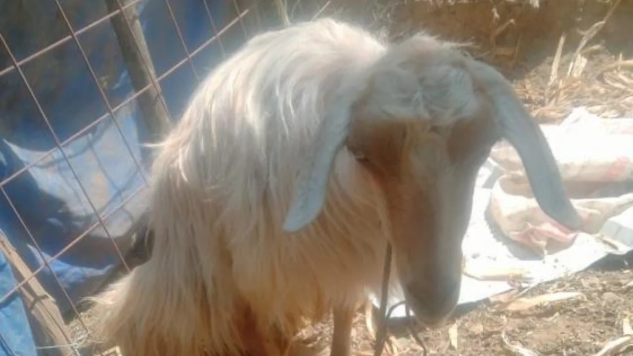 Bursa'da 4 g&uuml;nd&uuml;r aranıyordu! Kayıp ke&ccedil;i sosyal medyadaki g&ouml;r&uuml;nt&uuml;lerle bulundu
