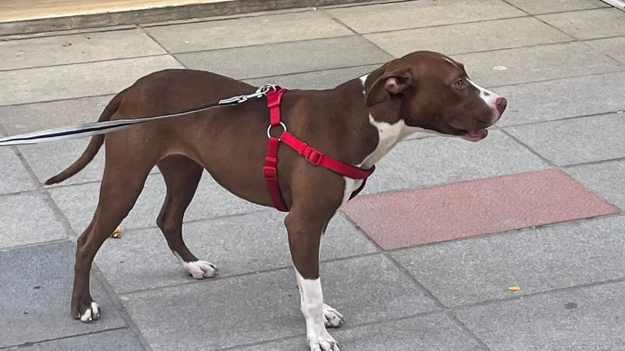 Adana'da pitbull dehşeti: Sahipsiz kediyi &ouml;ld&uuml;ren k&ouml;peğin sahibine 95 bin lira ceza