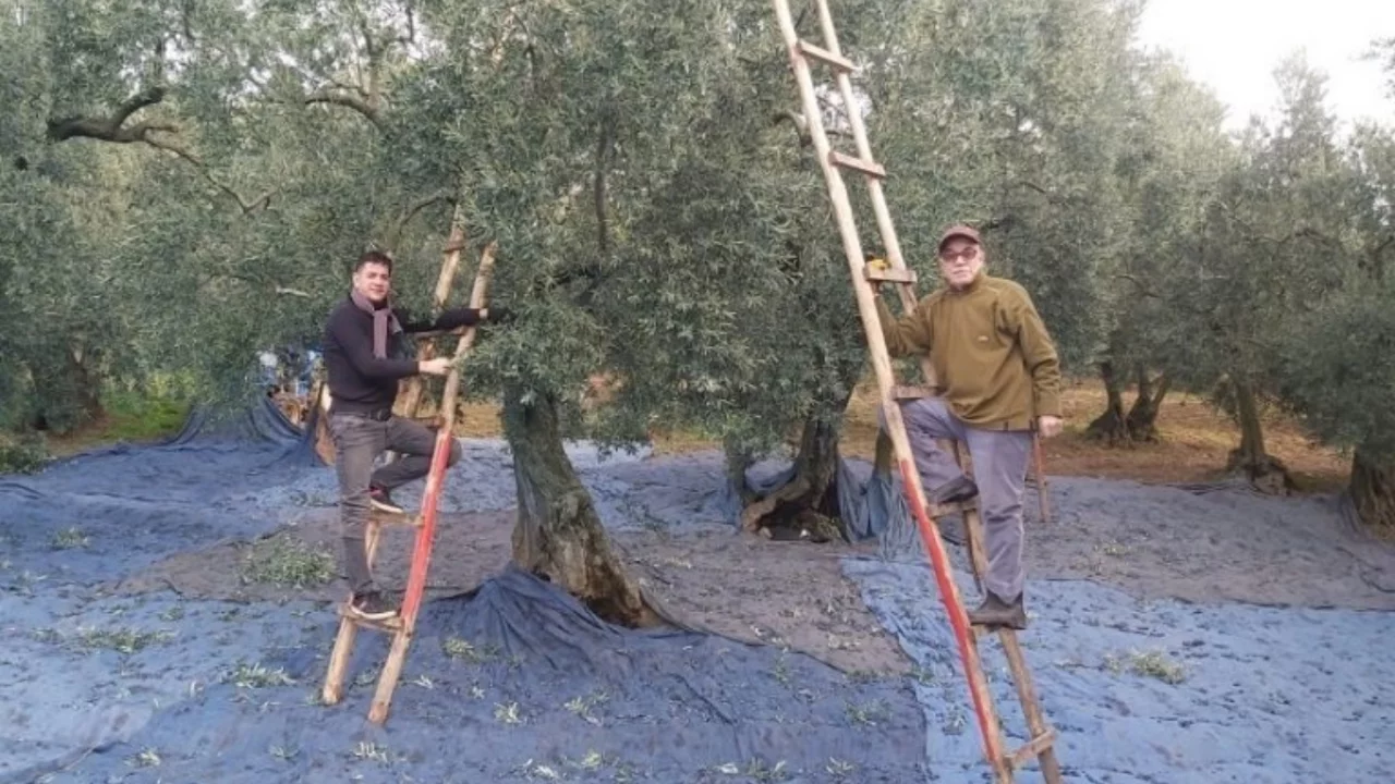 Bursa'da zeytin merdivenleri teknolojiye rağmen üreticinin vazgeçilmezi