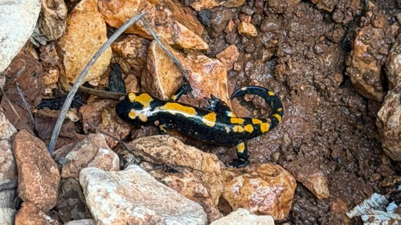 Ateş semenderi g&ouml;r&uuml;nt&uuml;lendi