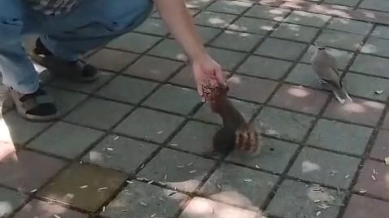 Bursa'da çay bahçesinde yanına gelen sincap ve kumruyu çekirdekle besledi!