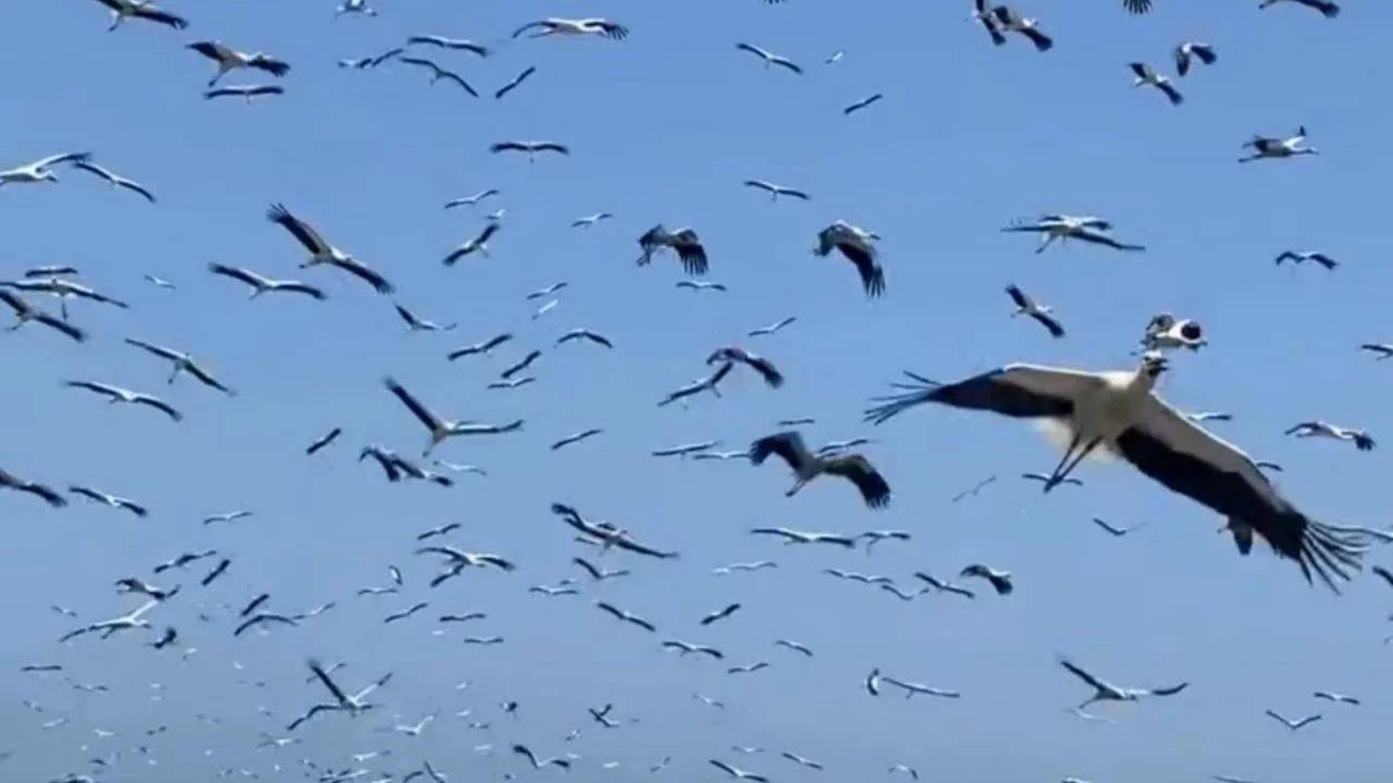 G&ouml;ky&uuml;z&uuml;n&uuml; kaplayan y&uuml;zlerce leyleğin g&ouml;&ccedil; yolculuğu