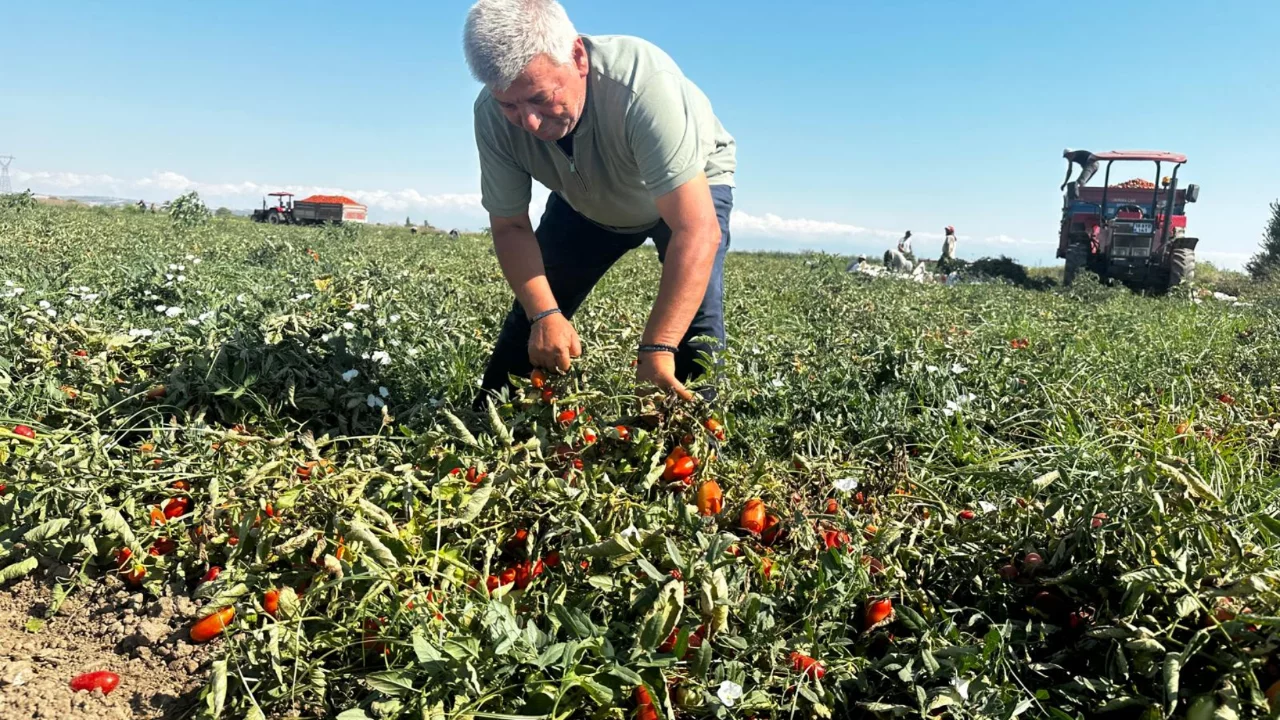 Karacabey Ovası'nda domates hasadı başladı, &ccedil;ift&ccedil;i fiyat şokuyla karşılaştı: "B&ouml;yle giderse dayanamayız"