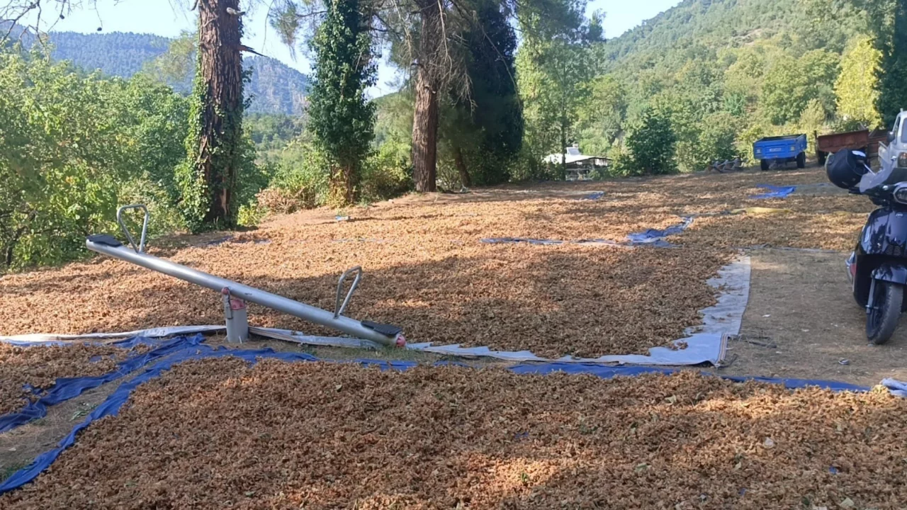 Bursa'da fındık ambarında hasat telaşı! 30 ton &uuml;r&uuml;n bekleniyor