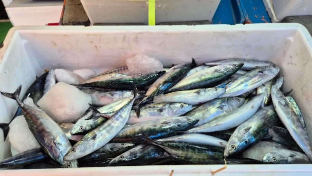 Zonguldak'taki balık tezgahlarında palamut bolluğu yaşanıyor 