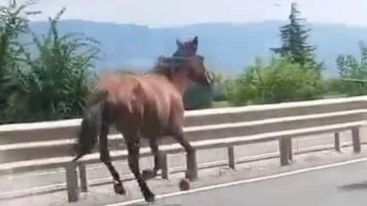 Bursa'da trafikte şaşkına &ccedil;eviren anlar! İki at ara&ccedil;ların arasında d&ouml;rtnala koştu