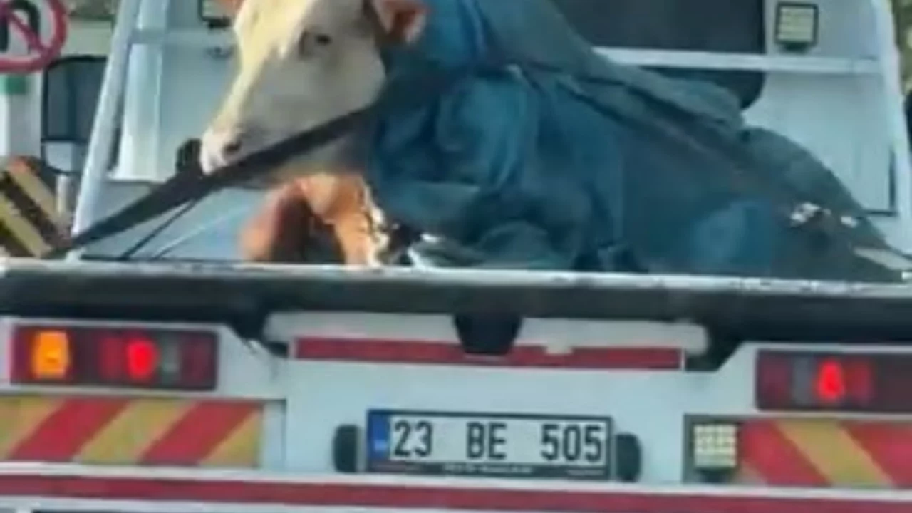G&ouml;ren cep telefonuna sarıldı! &Ccedil;ekici bu kez ara&ccedil; değil, &ouml;yle bir şey taşıdı ki...