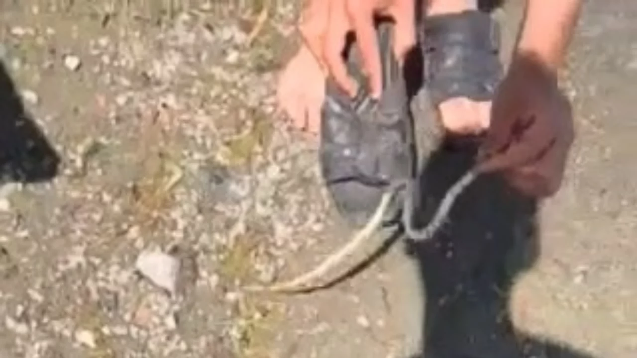 Yakaladığı yılanla arkadaşını kovaladı