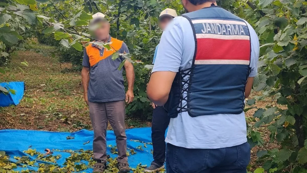 Fındık tarlalarında jandarma n&ouml;beti