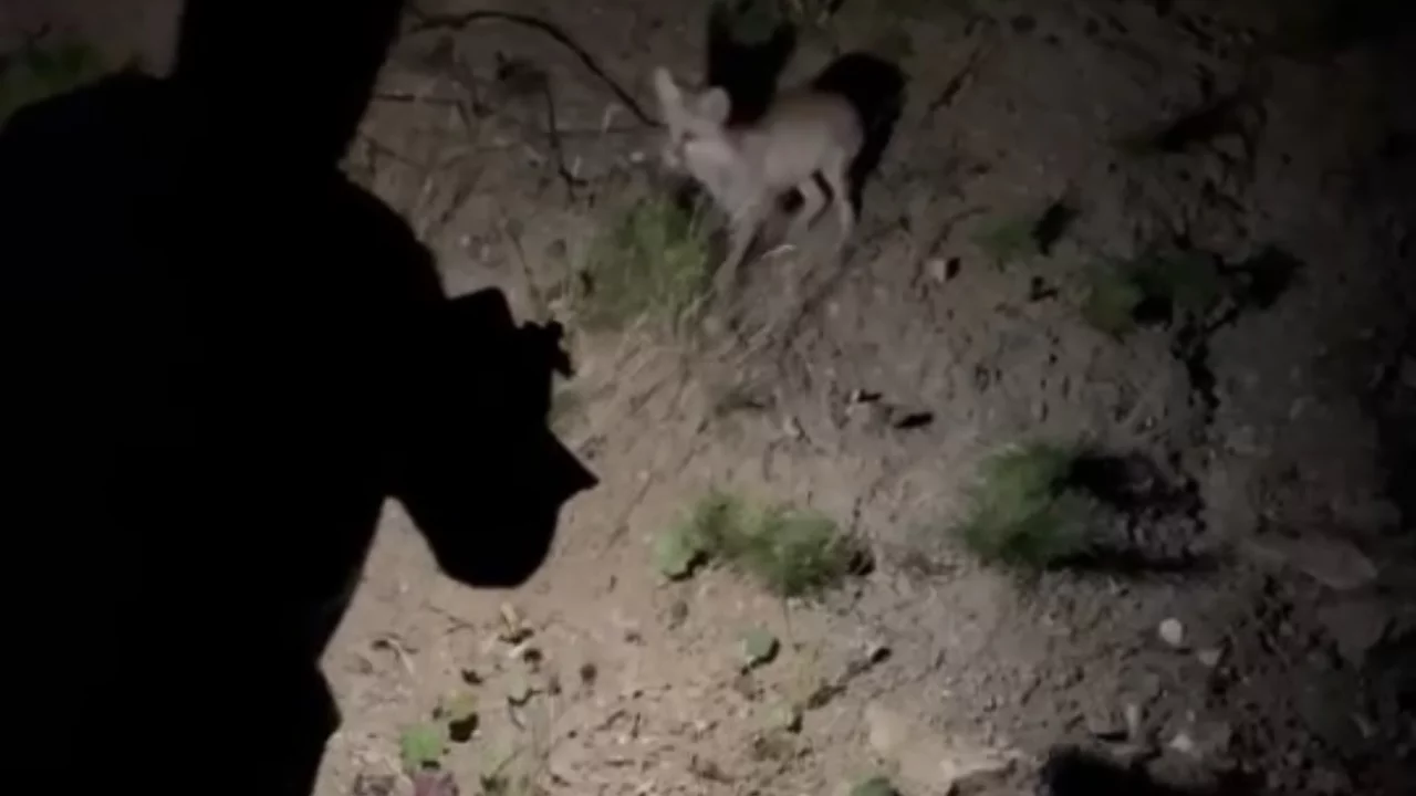 Bursa'da gece yolculuğunda karşılarına &ccedil;ıktı! Etle beslediler...