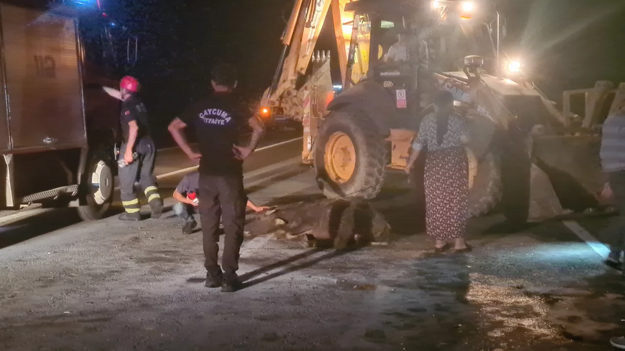Zonguldak'ta gece yarısı feci kaza: Karayoluna çıkan 3 mandaya çarptı