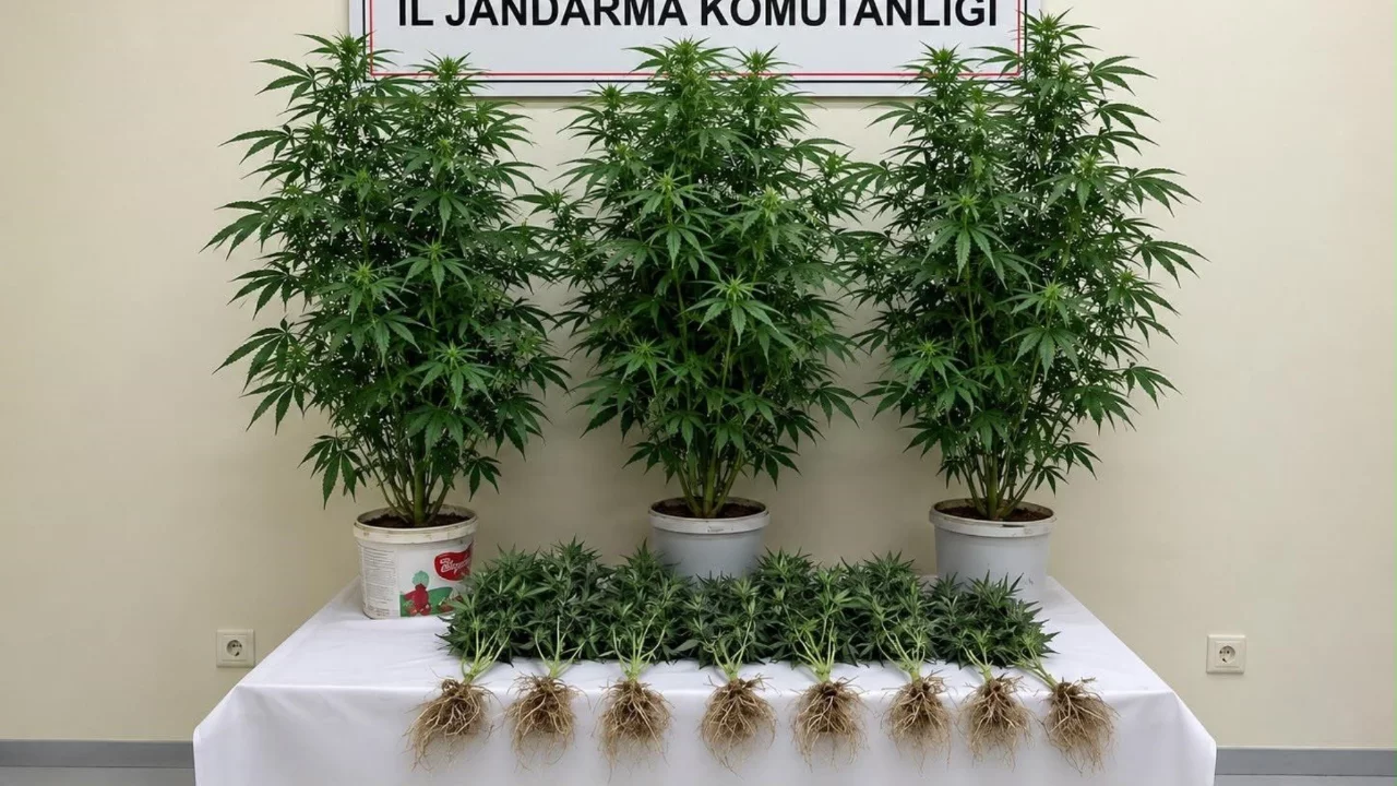 Bozova'da 13 kenevir bitkisi ele ge&ccedil;irildi
