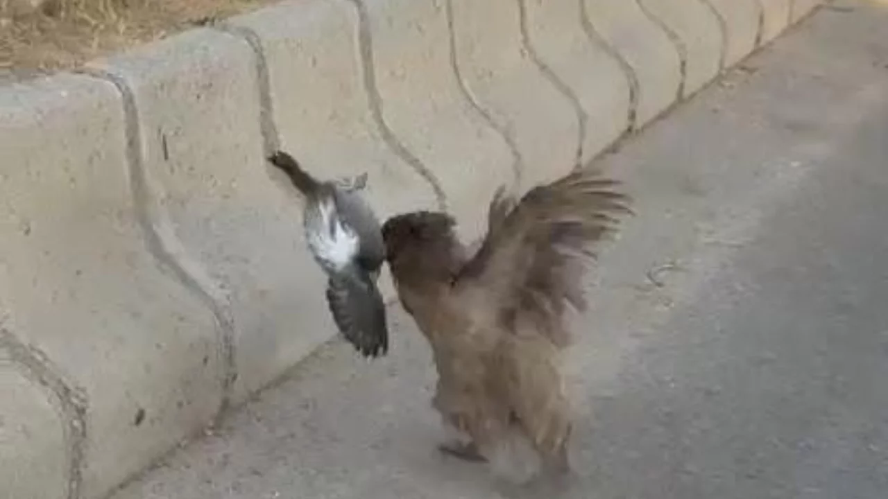 Tavuk ile güvercinin kavga etti