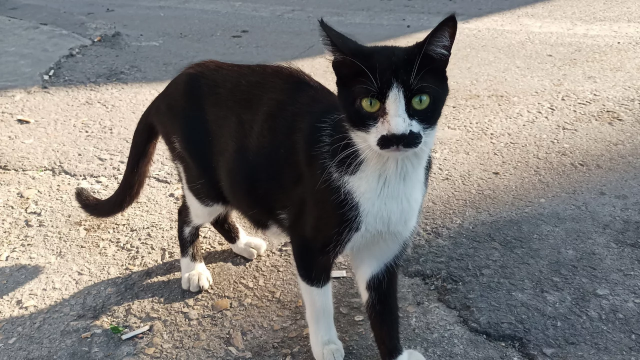 "Pala bıyıklı kedi" g&ouml;renlerin dikkatini &ccedil;ekiyor