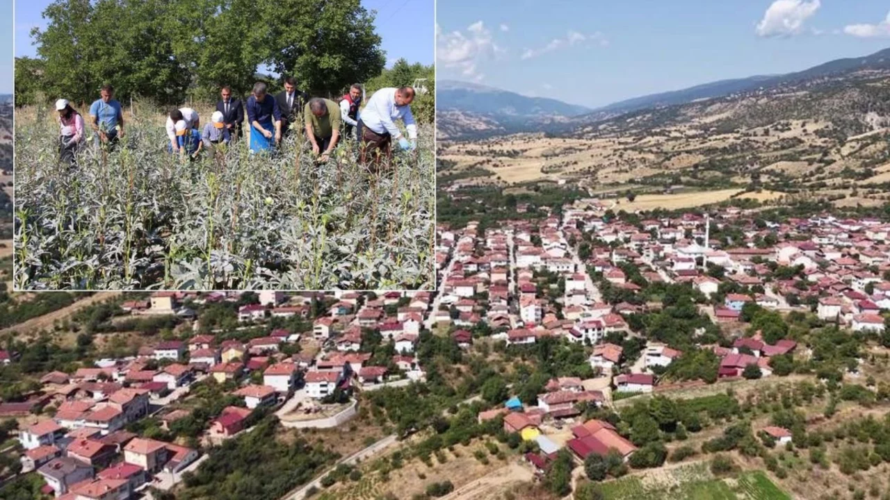 Bir il&ccedil;enin kaderini değiştiren &uuml;r&uuml;n! Altından daha kolay satılıyor