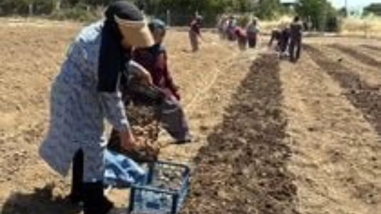 Kilosu 650 bin TL'den satılan safran toprakla buluştu