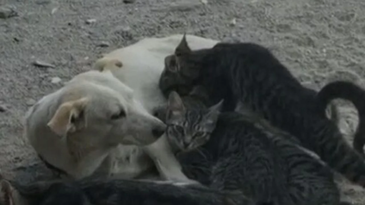 G&ouml;renler şaşkına d&ouml;nd&uuml;: K&ouml;pek, yavru kedileri emzirdi