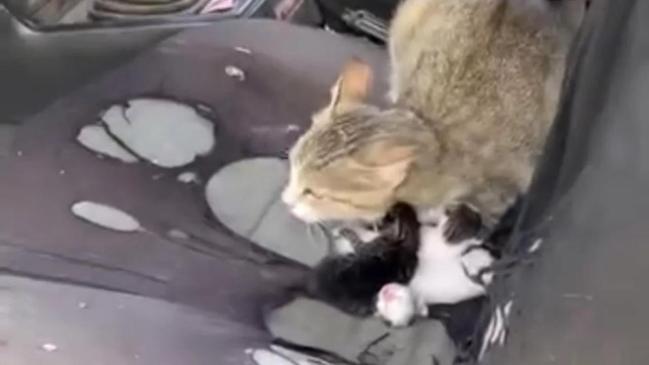 Otomobilin içine giren kedi yavruladı