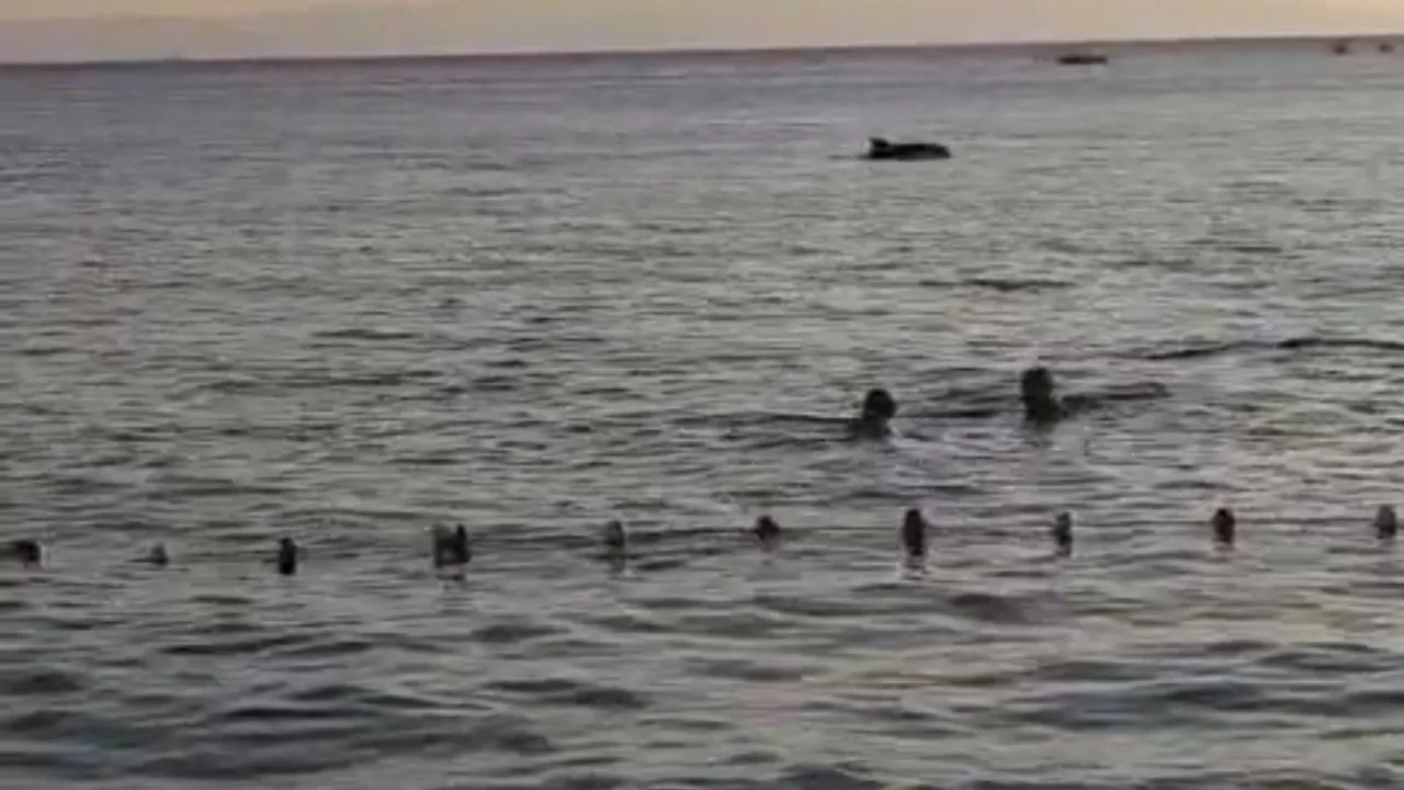 Bursa sahilinde sevimli misafirler! Yunuslar böyle görüntülendi...