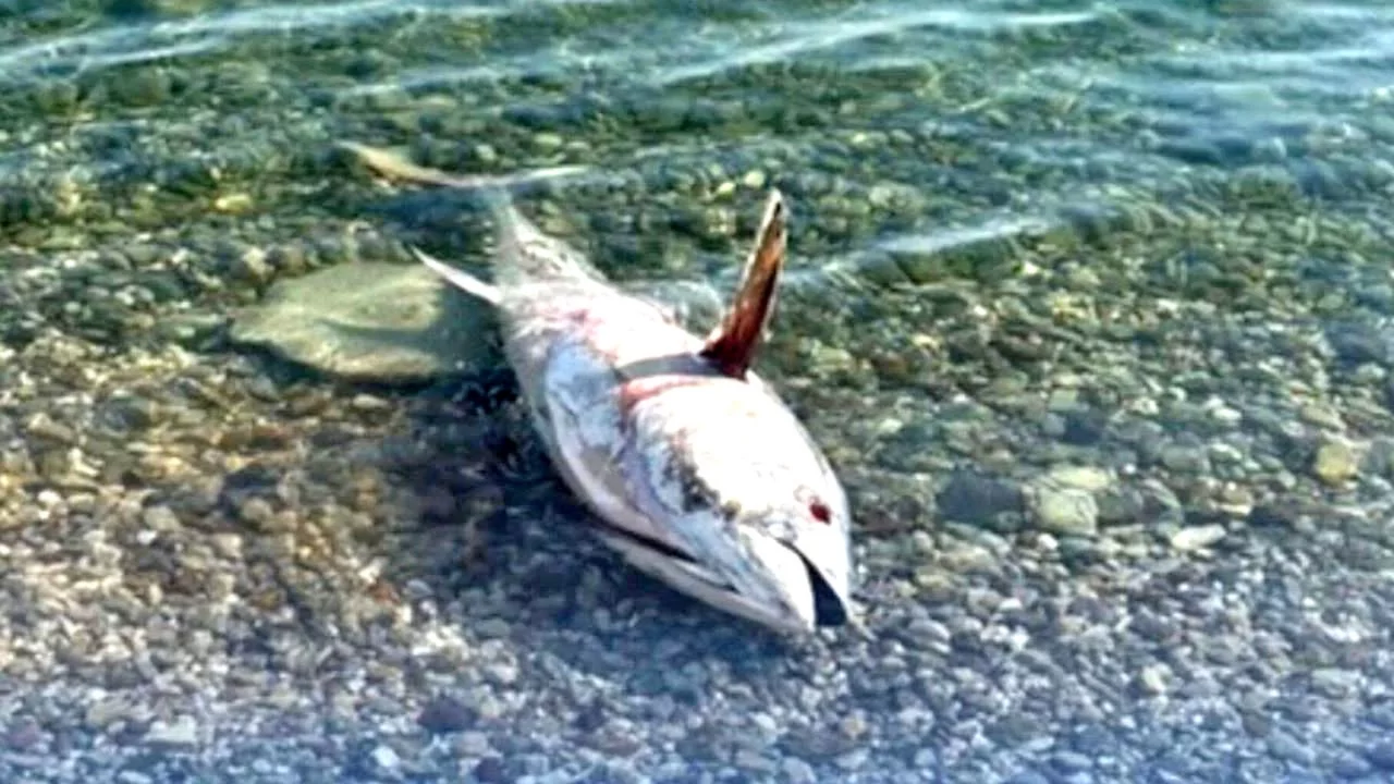 &Ccedil;eşme ve Karaburun sahillerinde alarm! &ouml;l&uuml; orkinoslar yeniden kıyıya vurmaya başladı