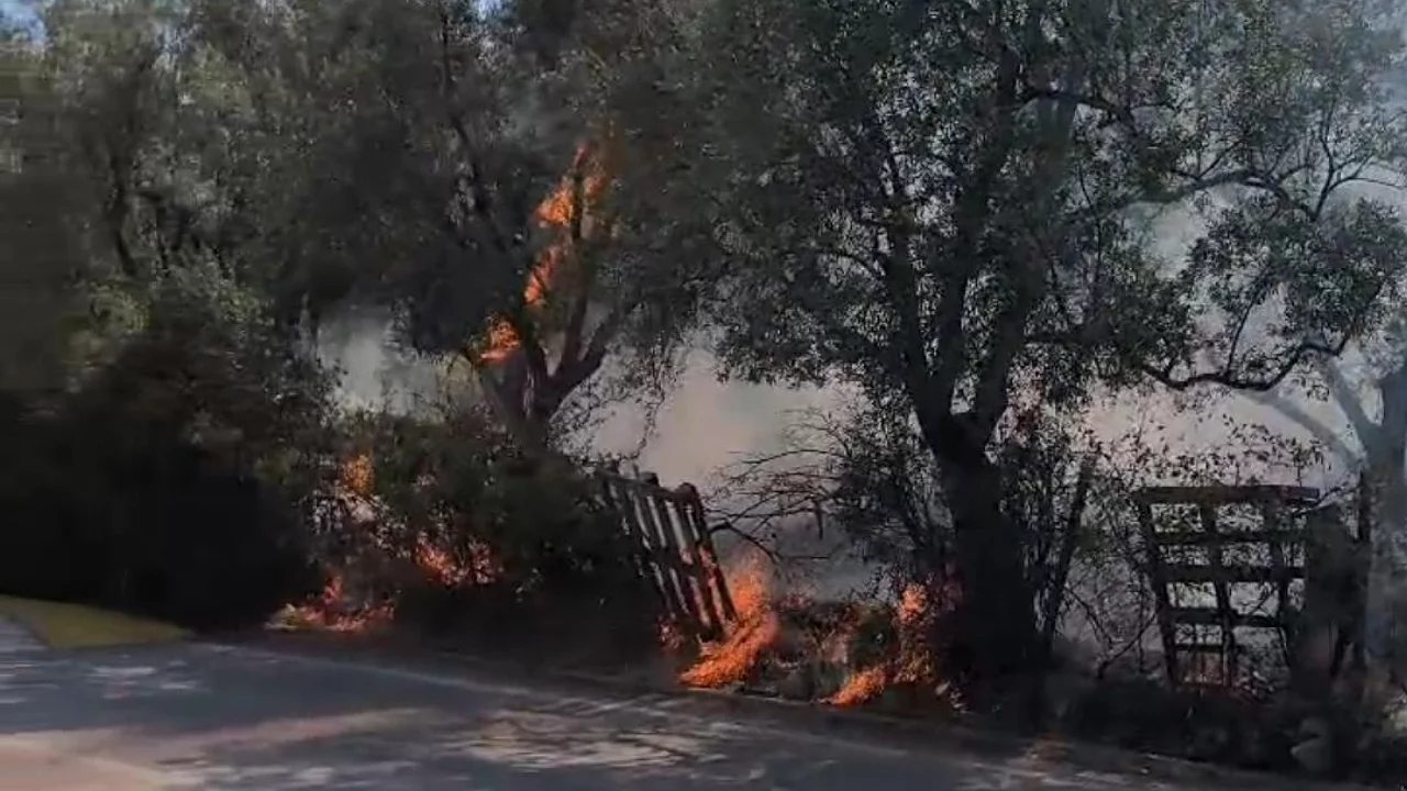 Bursa'da yangının adresi bu sefer zeytinlik!