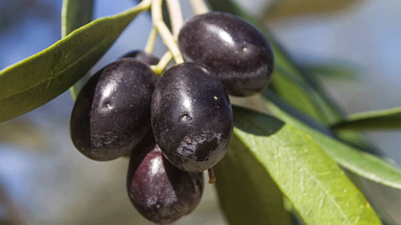 40 yıllık zeytin şirketi iflasın eşiğinde!