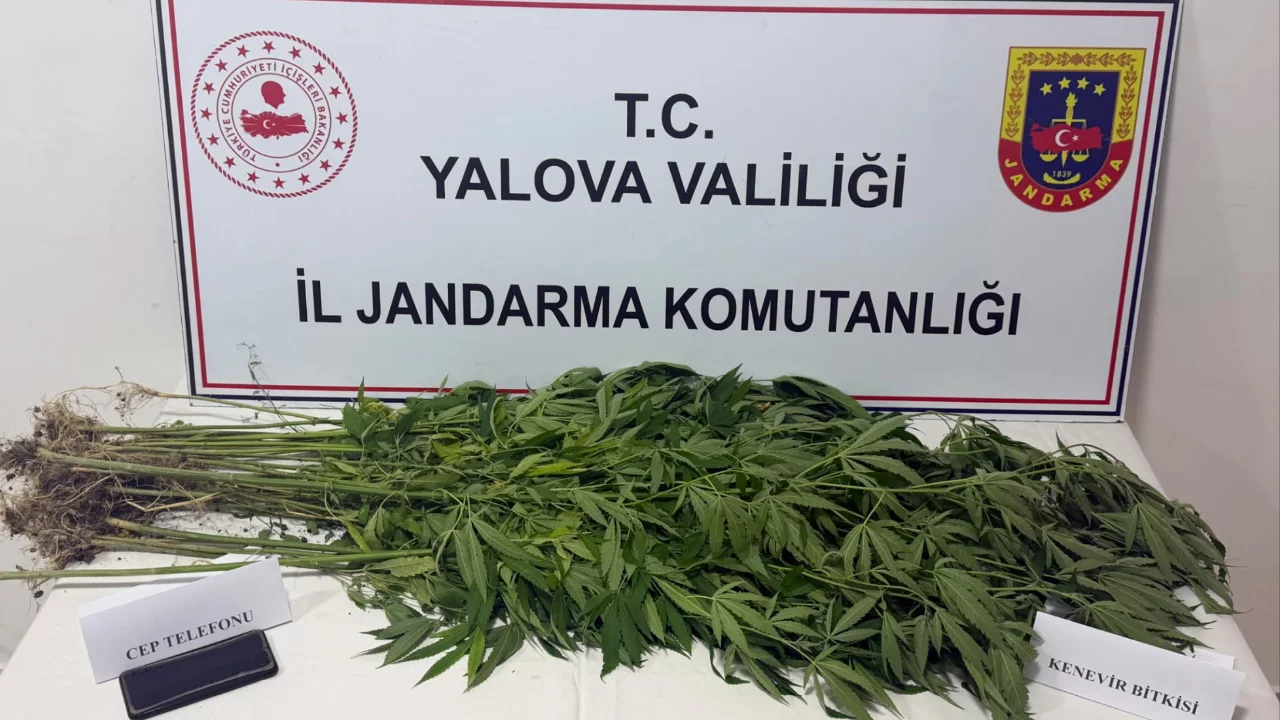 Zehir tacirlerine darbe! Tarladaki barakadan 40 k&ouml;k kenevir &ccedil;ıktı...