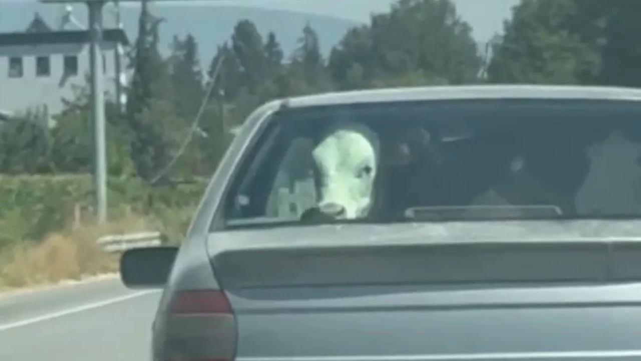 Buzağının otomobil yolculuğu kamerada