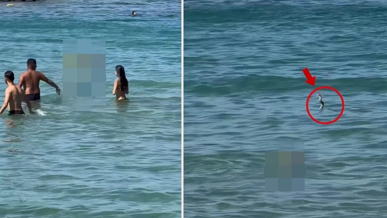 İzmir'de gergin anlar! Yılanı görenler denizden hemen dışarı çıktı