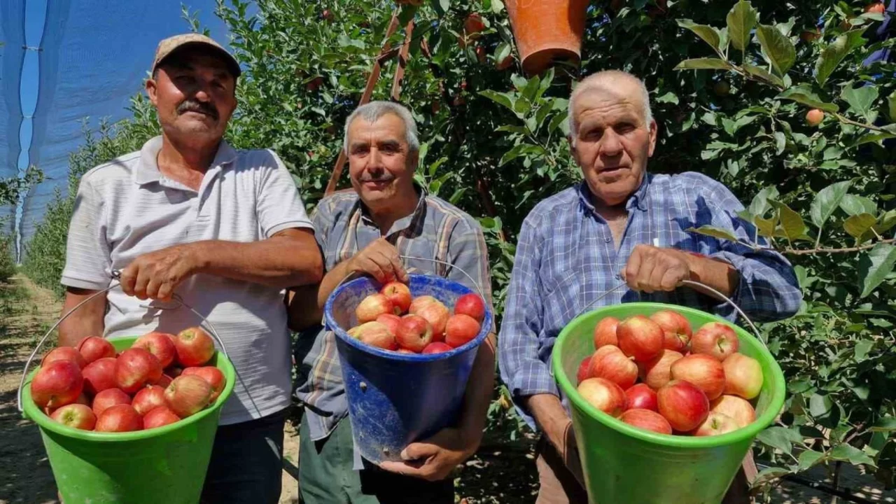 Karaman'da erkenci elma hasadı başladı, rekolte rekor bekleniyor
