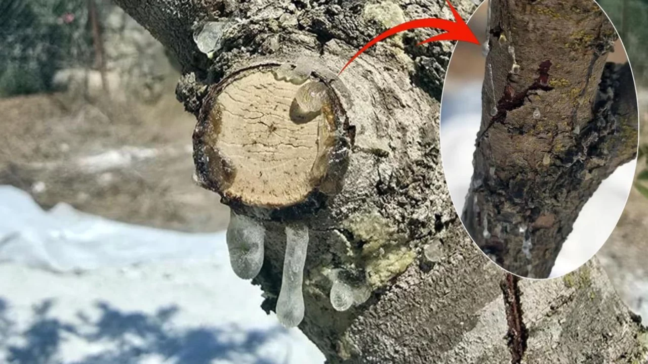 11 yıl beklediler, karşılığını aldılar! Kilosunu 35 bin liradan satıyorlar