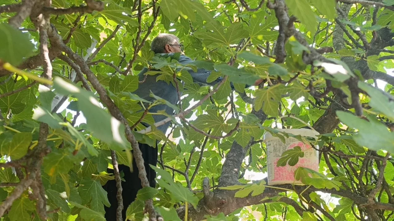 Kozan'da incir hasadı başladı