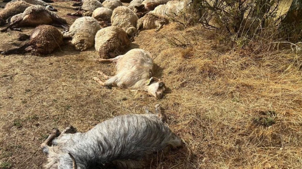 Otlatmak i&ccedil;in araziye &ccedil;ıkardı! Hepsini birden kaybetti...