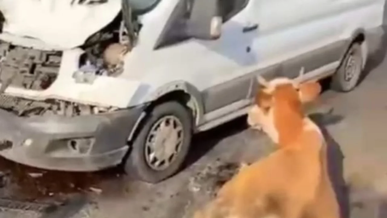 Minib&uuml;s&uuml;n &ccedil;arptığı inekler son anda kesildi